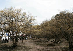 20110414144659_1_spring_tra30_dgrdBdBmEN2_91x82RBFjVHya.jpg