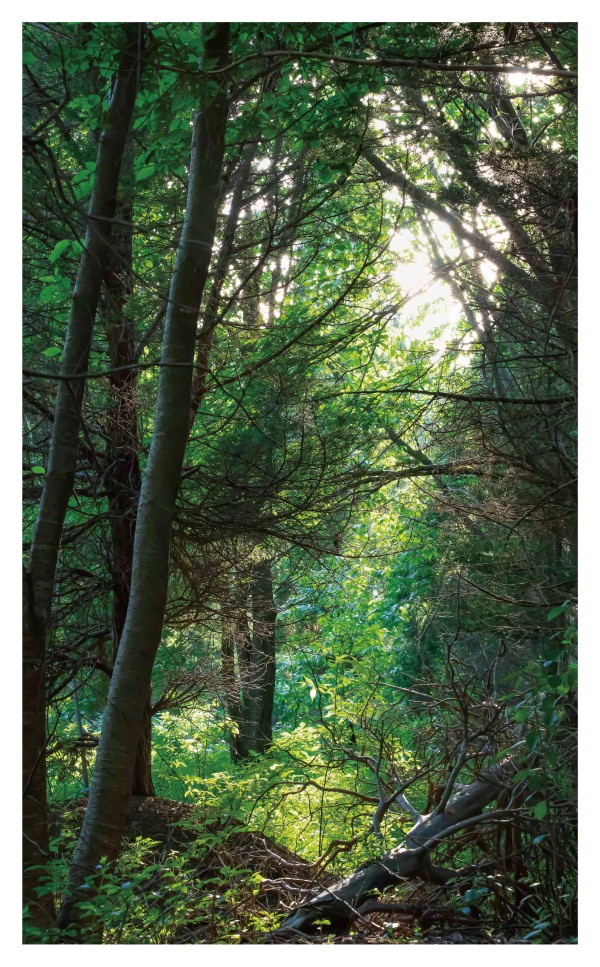 무아지경(無我之景): 빛 속을 거닐다